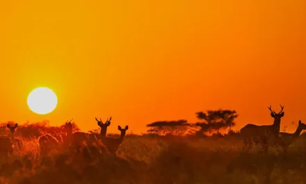 Taman Nasional Baluran, “Afrika Van Java” Dengan Savana Terluas
