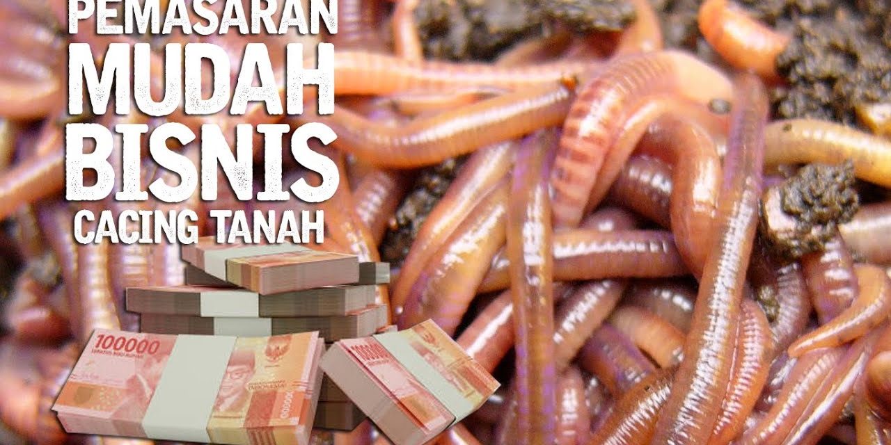 Ide Bisnis Dari Cacing Tali: Peluang Usaha Yang Jarang Di Lirik