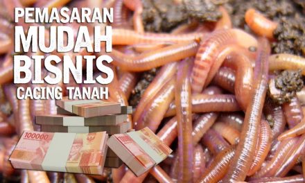 Ide Bisnis Dari Cacing Tali: Peluang Usaha Yang Jarang Di Lirik