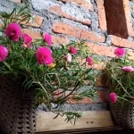 Inspirasi Krokot Untuk Mempercantik Tampilan Luar Rumah