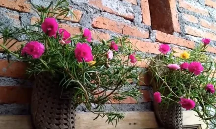 Inspirasi Krokot Untuk Mempercantik Tampilan Luar Rumah